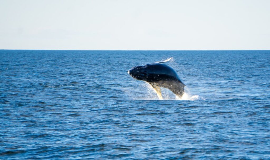 Quelle est la taille d’une baleine bleue ? Le blog du savoir